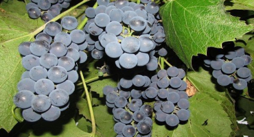 Popis a charakteristika moštové odrůdy moldavsko nebo black prince a péče o plodinu