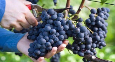 Popis a charakteristika odrůdy muromets, klady a zápory, pravidla pěstování