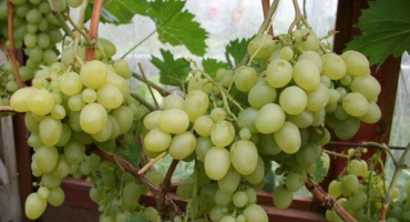 Popis a charakteristika odrůdy nastya, klady a zápory, pravidla pěstování