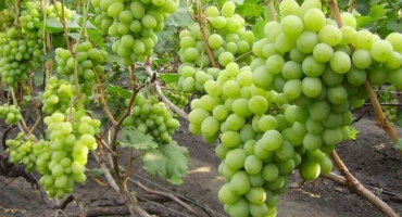 Popis a charakteristika daru odrůdy záporoží, výhody, nevýhody a pěstování