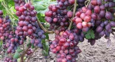 Popis a vlastnosti odrůdy