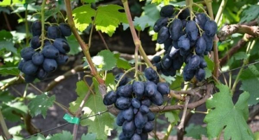 Popis a charakteristika odrůdy kosočtverečné, výhody a nevýhody, pěstování