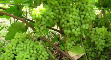 Popis a charakteristika odrůdy rusbol, odrůdy, způsoby rozmnožování a péče