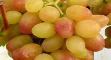 Popis a charakteristika odrůdy tason, znaky výsadby a pěstování