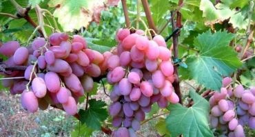 Popis a charakteristika odrůdy vodogray, klady a zápory, pěstování