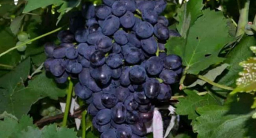 Popis a charakteristika odrůdy vinné révy zábava, historie a jemnosti pěstování