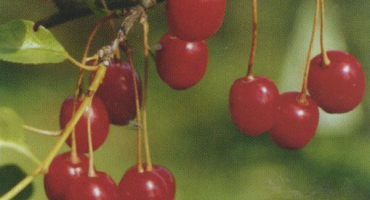 Popis a vlastnosti odrůdy třešně shakirovskaya, pěstování a péče