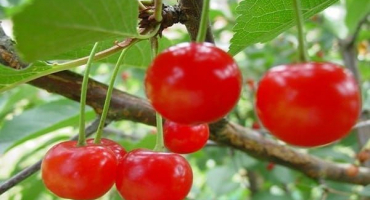 Popis a charakteristika odrůdy víla třešeň, vlastnosti pěstování a péče