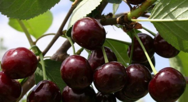 Popis a charakteristika odrůdy třešně khutoryanka, pěstování a péče