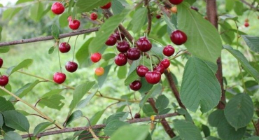 Popis a vlastnosti odrůdy třešně igritskaya, vlastnosti pěstování a péče