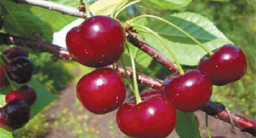 Popis a charakteristika třešňové odrůdy shubinka, výnos, výsadba a péče