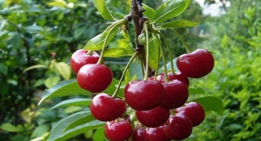 Popis a charakteristika odrůdy třešeň večerní svítání, historie a pravidla pěstování