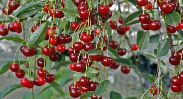 Popis a charakteristika odrůdy třešeň vita a její plodování, pěstitelská pravidla a péče