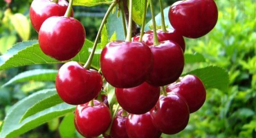 Popis a charakteristika setkání odrůd třešně, historie šlechtění a pěstitelské znaky