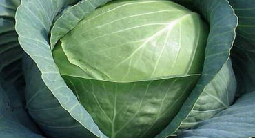 Popis a charakteristika odrůd holandského zelí