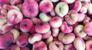 Popis a charakteristika odrůd a druhů broskvoní, pravidla výběru pro regiony