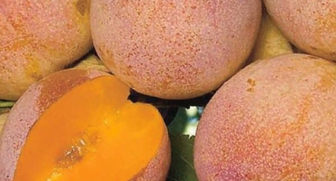 Popis a charakteristiky odrůd čínské švestky a vlastnosti výběru pro regiony