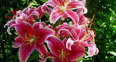 Popis a charakteristika odrůd tygří lilie, pěstování a rozmnožování