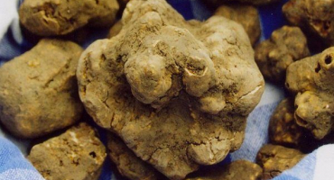 Popis a charakteristika odrůd lanýžů