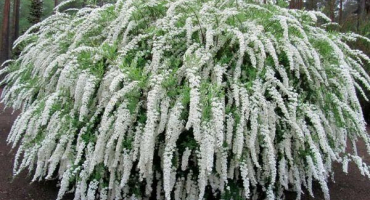 Popis a charakteristika spirea argut, výsadba, pěstování a péče