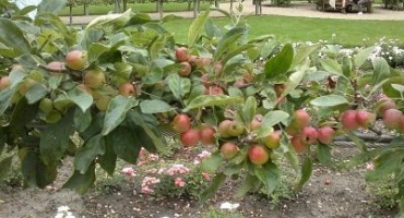 Popis a charakteristika jabloně plazivé, výsadba a péče