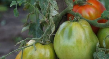 Popis a charakteristika ultra rané odrůdy rajčat raja