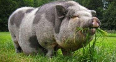 Popis a charakteristika prasat plemene mirgorod, rysy obsahu