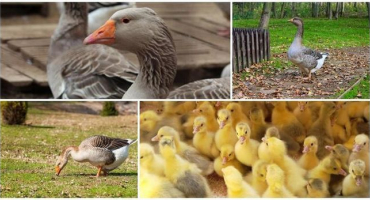 Chov kachen jako podnikání je ziskový nebo ne, ziskovost chovu
