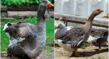 Popis a charakteristika tambovských šedých hus a chov plemene