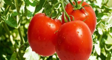 Popis a charakteristika rajčete kaťuša, jeho pěstování
