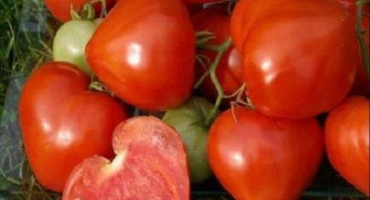 Popis a charakteristika ranní rosy rajčat