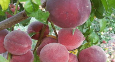 Popis a charakteristika top 20 nejlepších odrůd nektarinek, klady a zápory