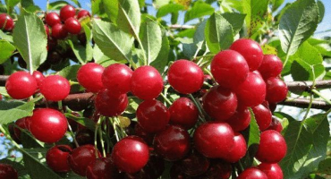 Popis a charakteristika výnosu odrůdy třešňové šťávy a zvláštnosti pěstování