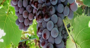 Popis a charakteristika udržitelné hlavní odrůdy hroznů a pěstování