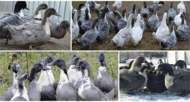 Popis a charakteristika kachen modrého oblíbeného plemene, jejich pěstování