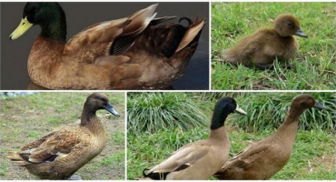 Popis a charakteristika kachen khaki campbell, pravidla chovu