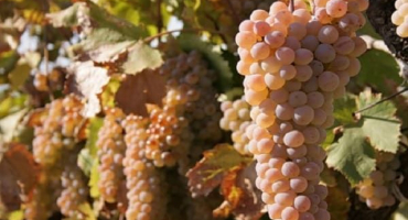 Popis a charakteristika hroznů rkatsiteli, historie šlechtění a pravidla péče