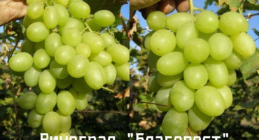 Popis a charakteristika odrůd blagovest, výsadba a pěstování
