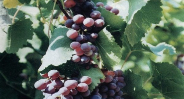 Popis a charakteristika hroznů agat donskoy, pěstování a péče