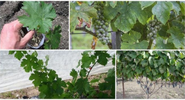 Popis a charakteristika průlomových hroznů amur, pěstování