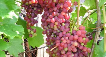 Popis a charakteristika zářivých rozinek hroznů, jejich klady a zápory