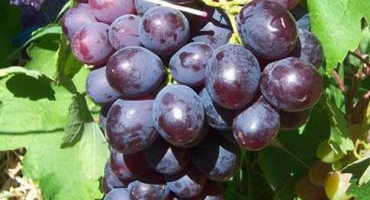 Popis a charakteristika odrůd révy na památku učitele, historie a klady a zápory