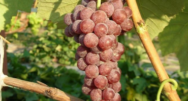 Popis a charakteristika hroznů reilines pink saedlings, historie a pravidla pěstování