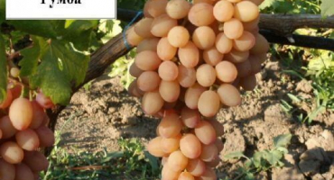 Popis a charakteristika hroznů rumba, vlastnosti výsadby a péče a historie