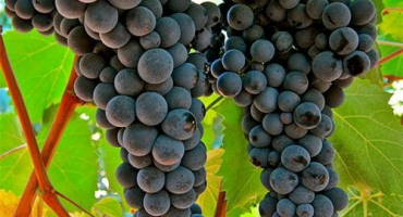 Popis a charakteristika tramínových hroznů, pěstování a péče