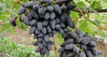 Popis a charakteristika vikingských hroznů, klady a zápory