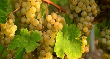 Popis a charakteristika hroznů viura, výsadba a péče