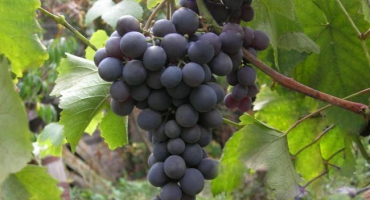 Popis a vlastnosti lahodné odrůdy hroznů a jejích odrůd, výsadby a péče