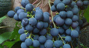 Popis a charakteristika odrůd révy riddle sharova, pravidla výsadby a péče