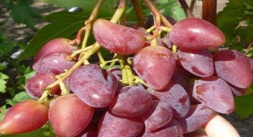 Popis a vlastnosti odrůdy dubovskiy pink, klady a zápory